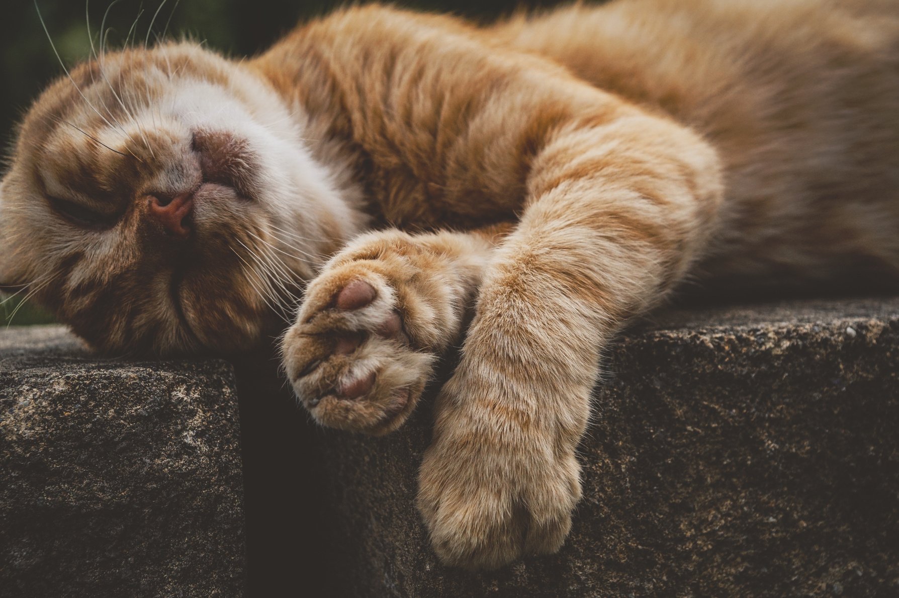 Cute Sleeping Cat